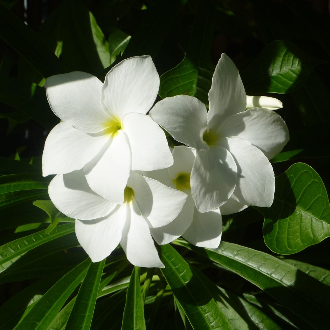 Fleurs de Frangipanier Fleurs de Frangipanier