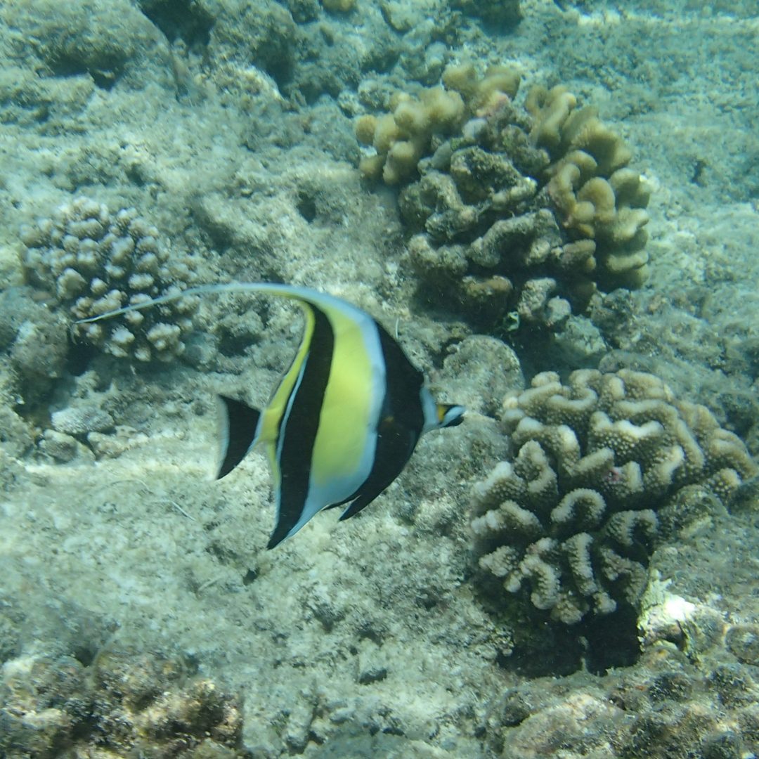 Poisson Cochet Poisson Cochet