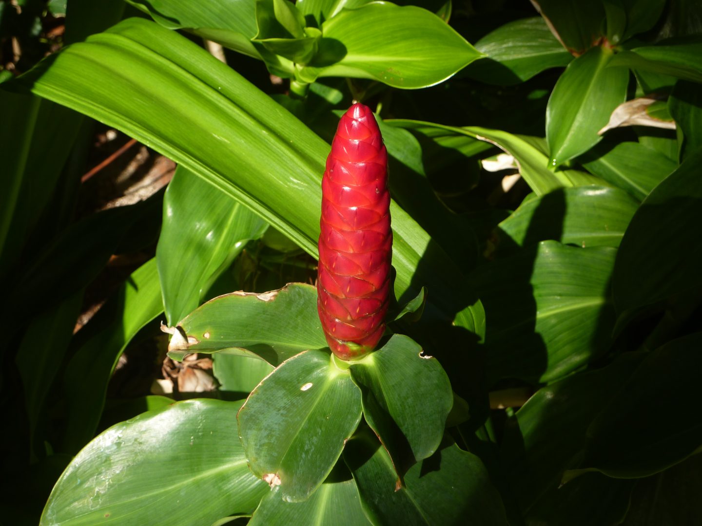 Fleur de Porcelaine Fleur de Porcelaine