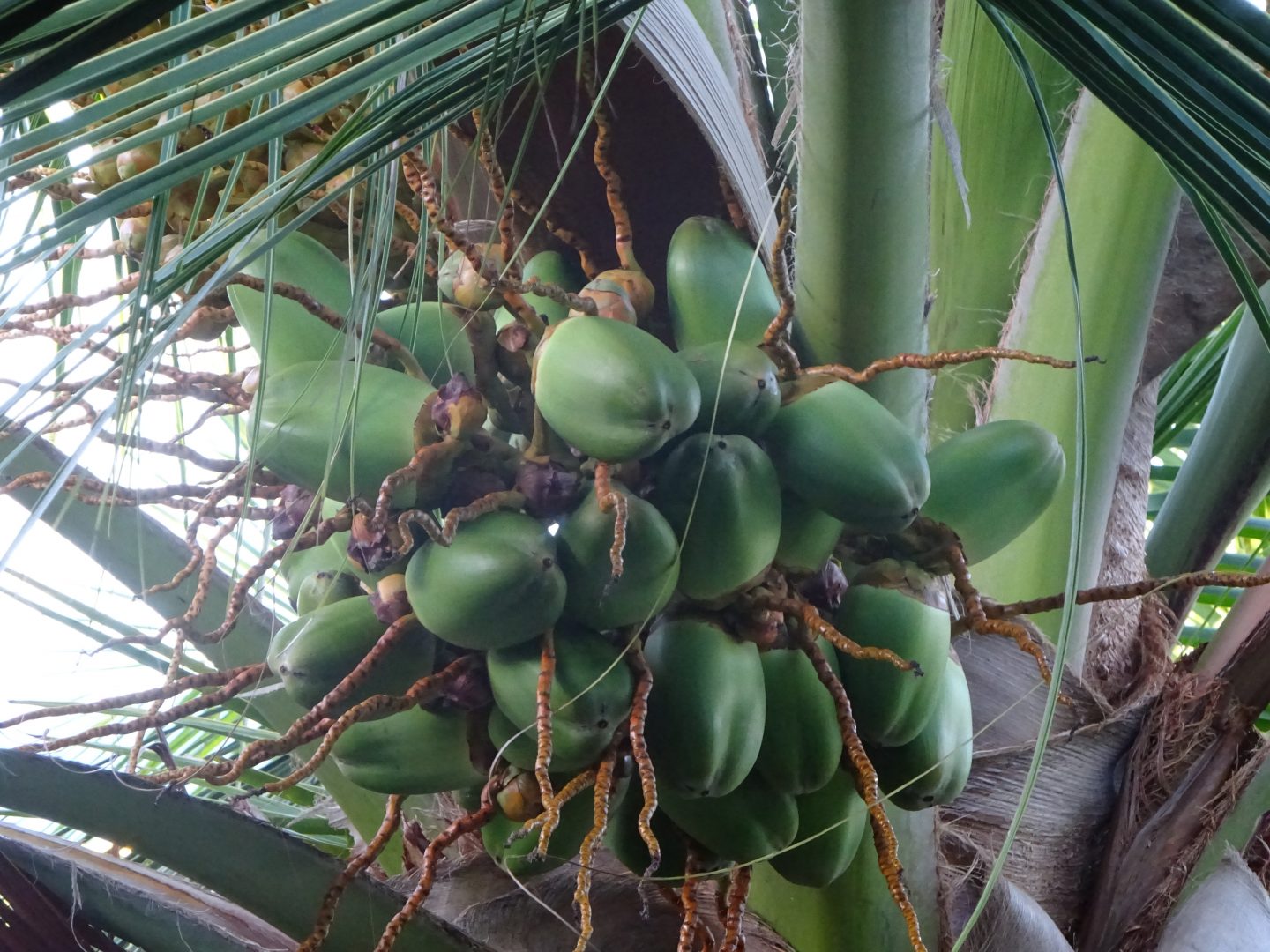 Noix de coco Noix de coco