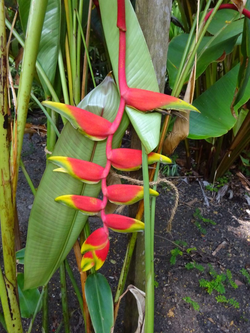 Heliconia pendula Heliconia pendula