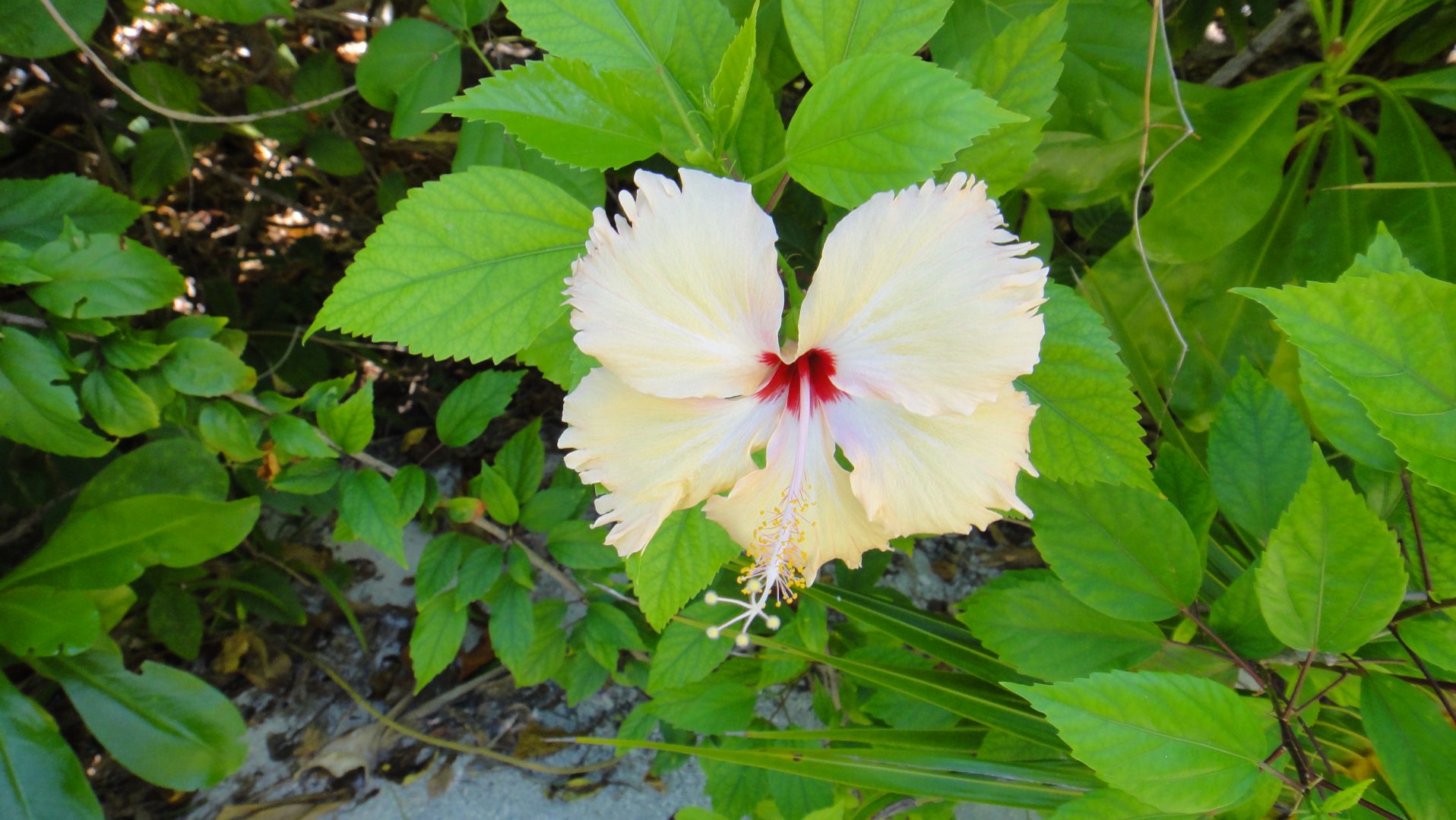 Hibiscus blanc Hibiscus blanc