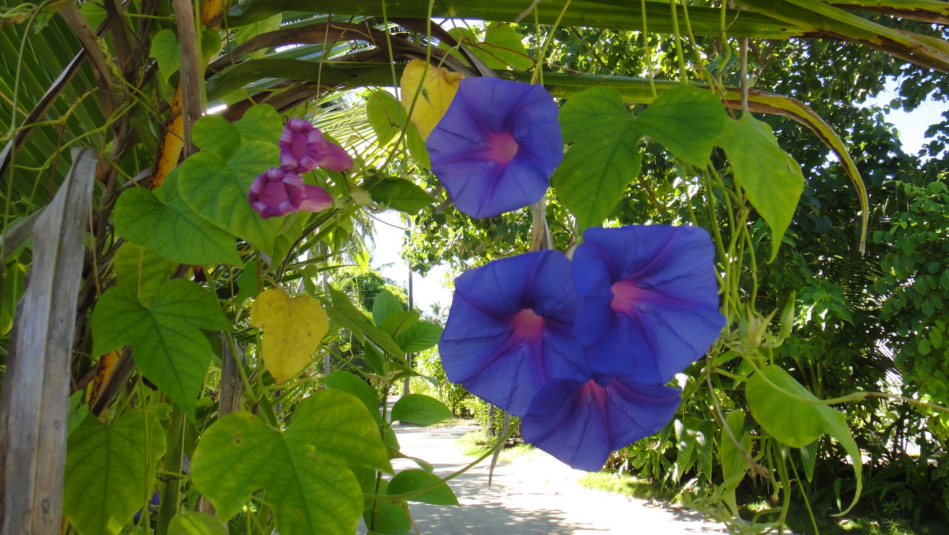 Liseron bleu Liseron bleu