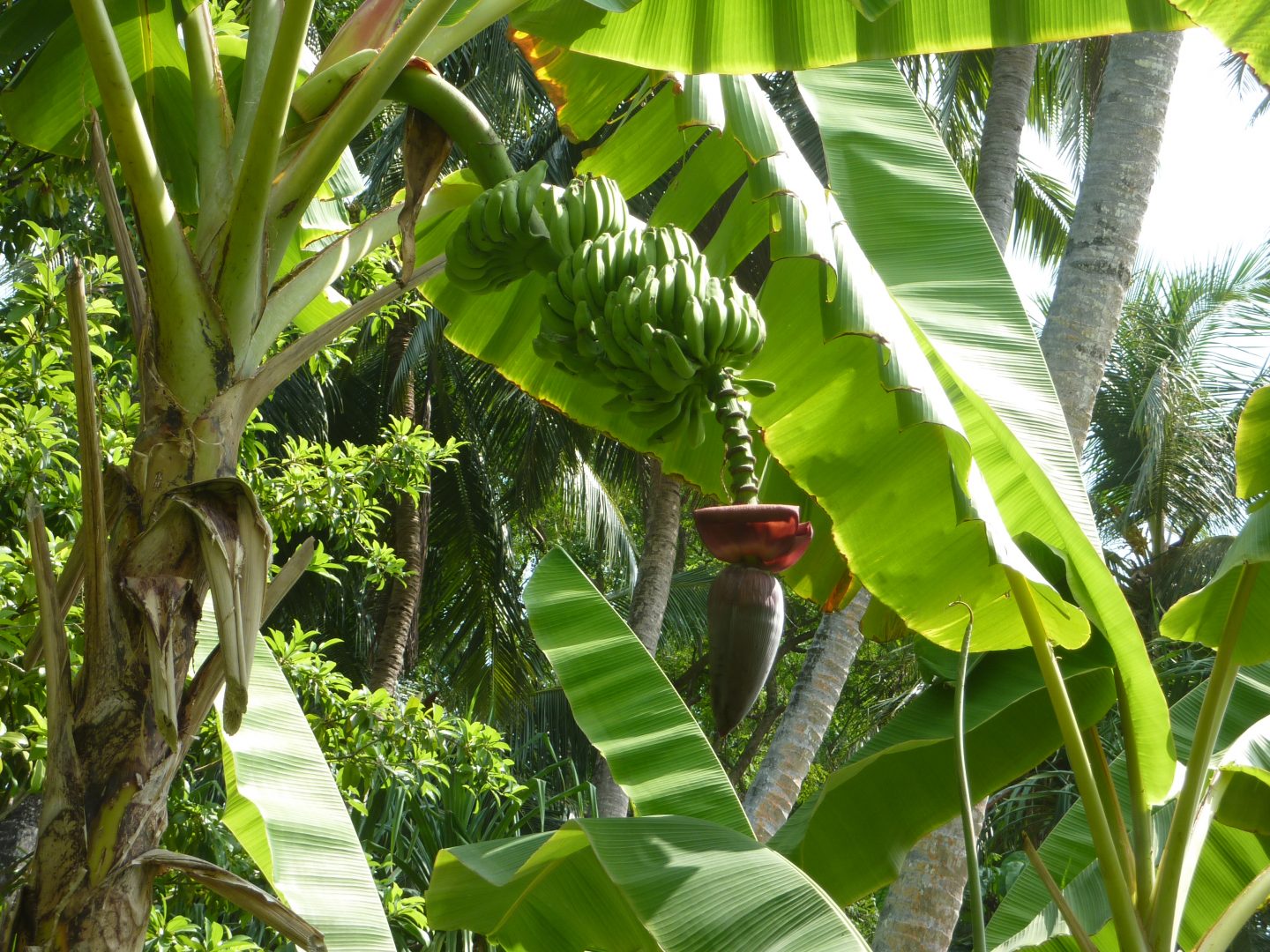 Fleur de bananier Fleur de bananier