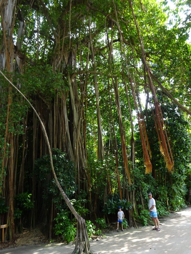 Un petit trek dans la jungle
