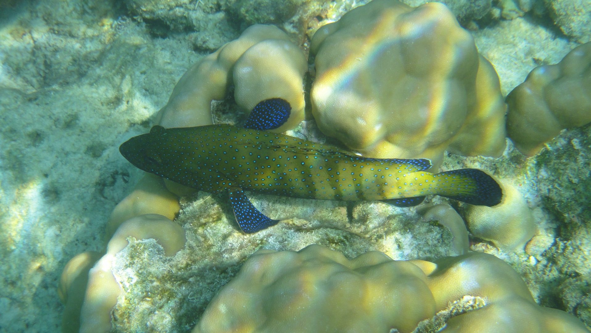 Poisson taché Poisson taché