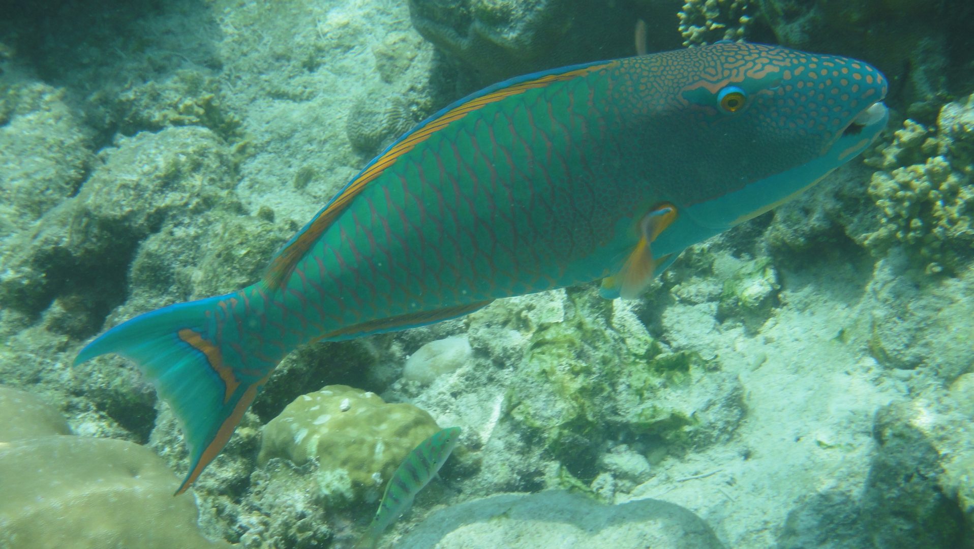 Poisson Perroquet Poisson Perroquet