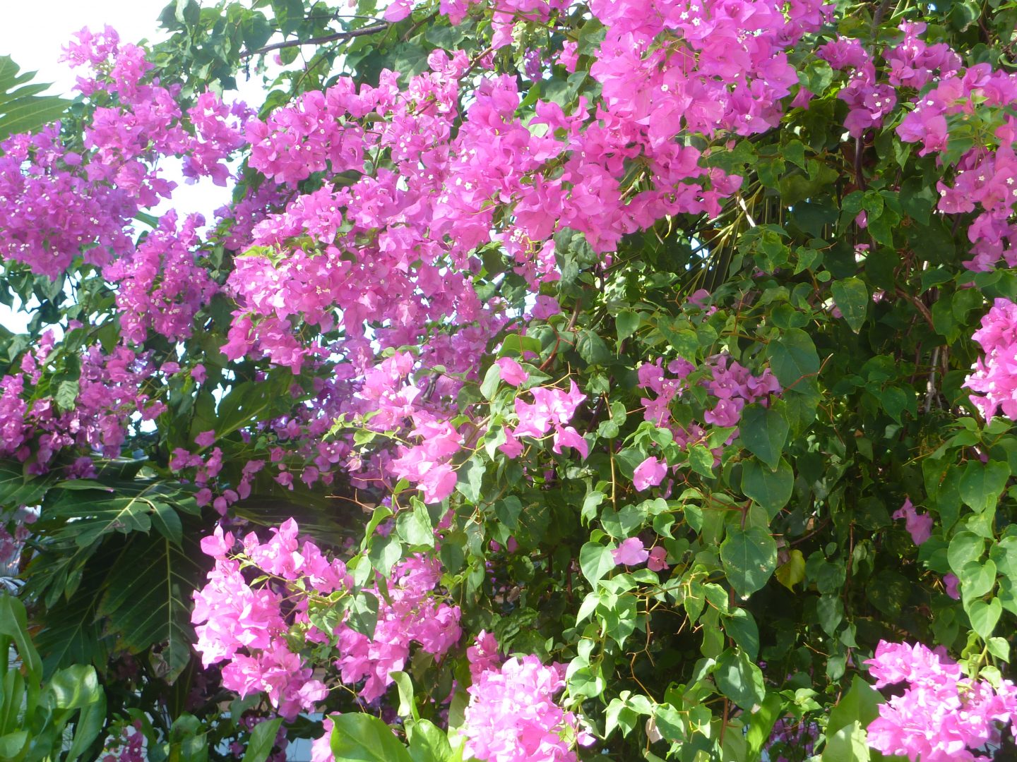 Bougainvilliers Bougainvilliers