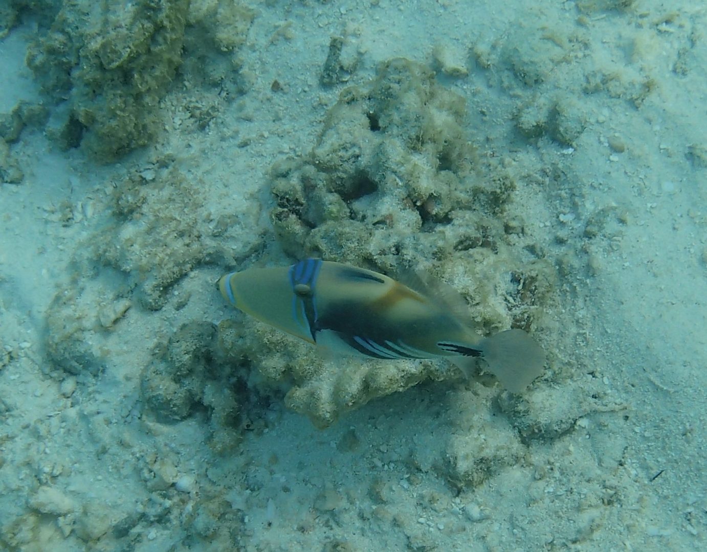 Baliste Picasso Baliste Picasso