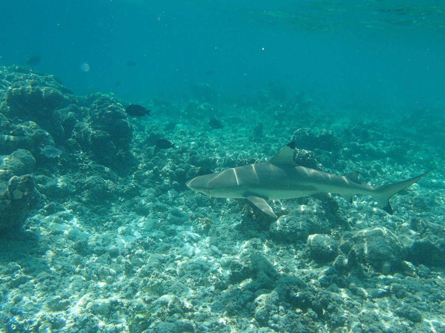 Requin à pointe noire Requin à pointe noire