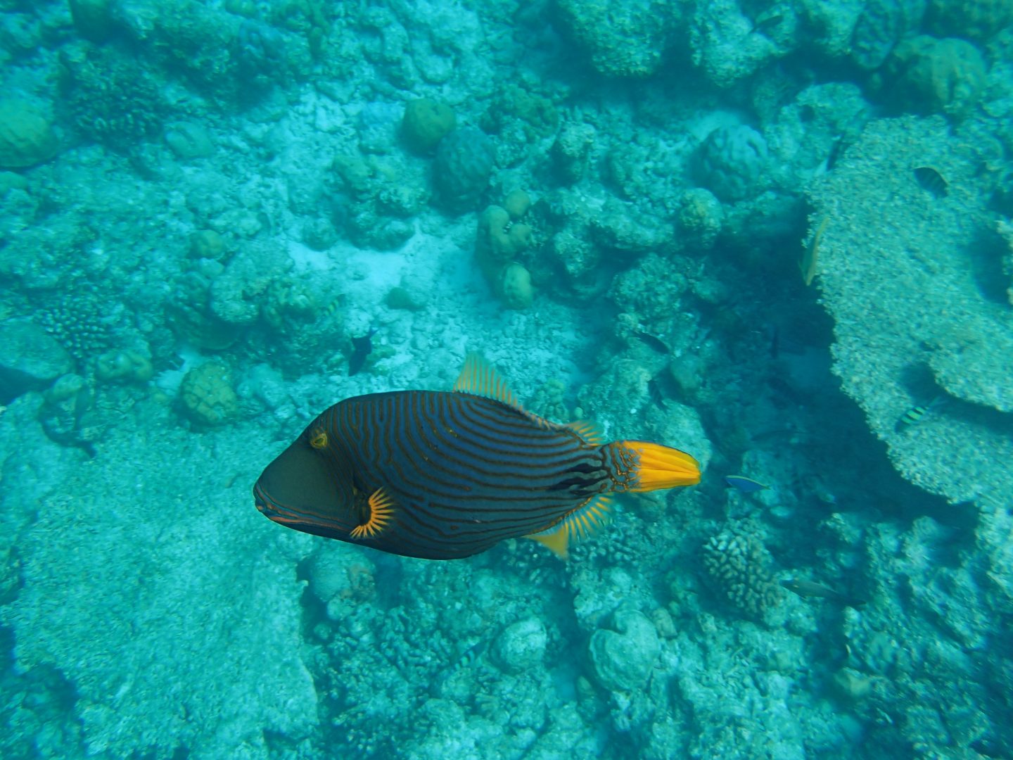 Baliste strié Baliste strié