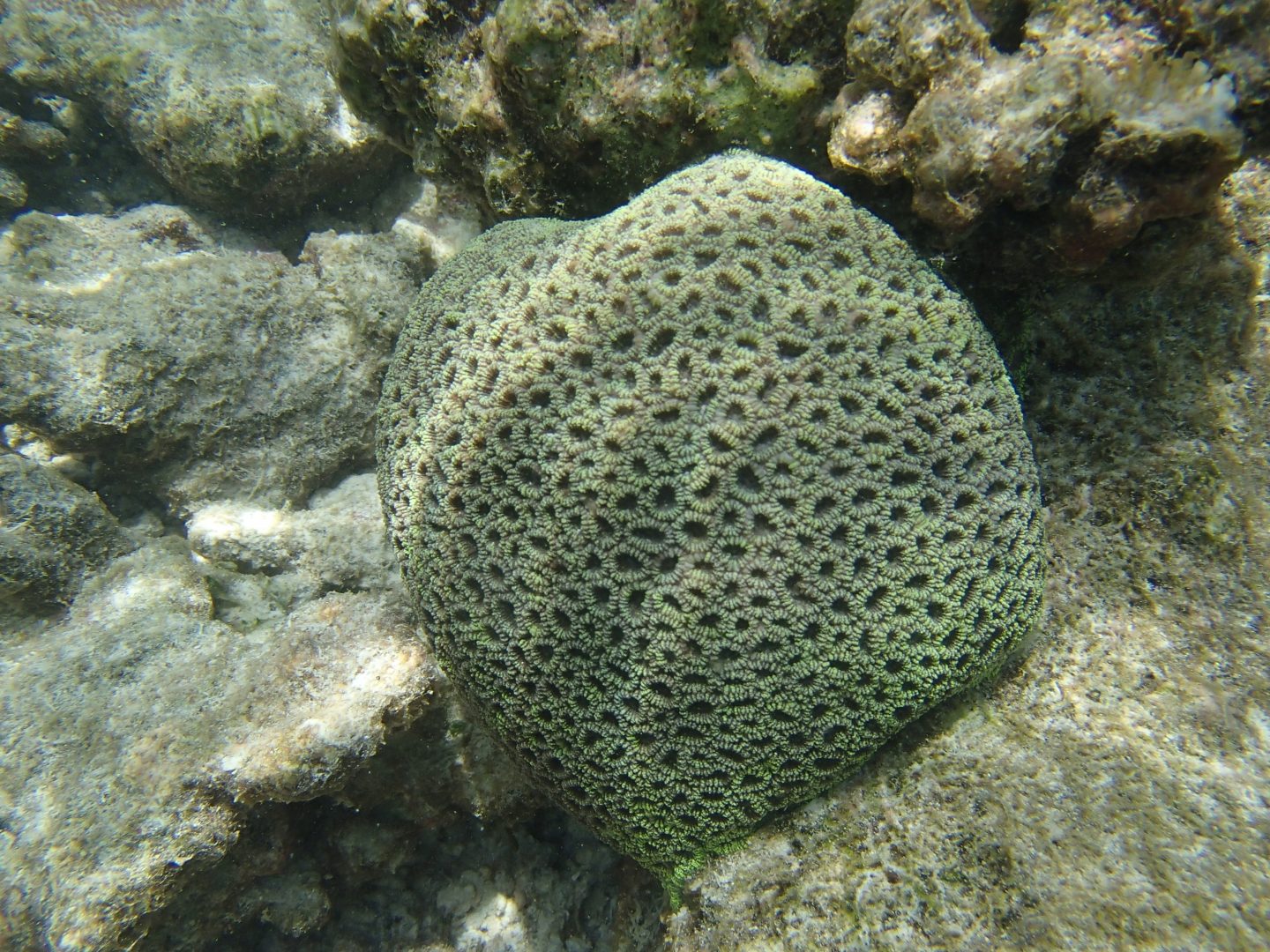 Patate de Corail Patate de Corail