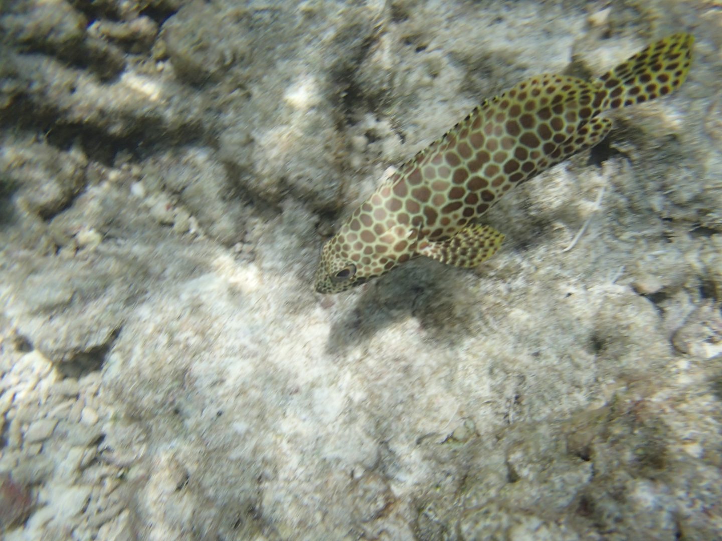 Mérou à quatre selles Mérou à quatre selles