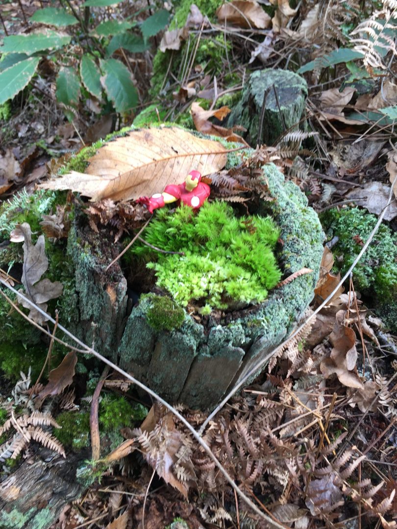 Cache 5 replacée dans son tronc