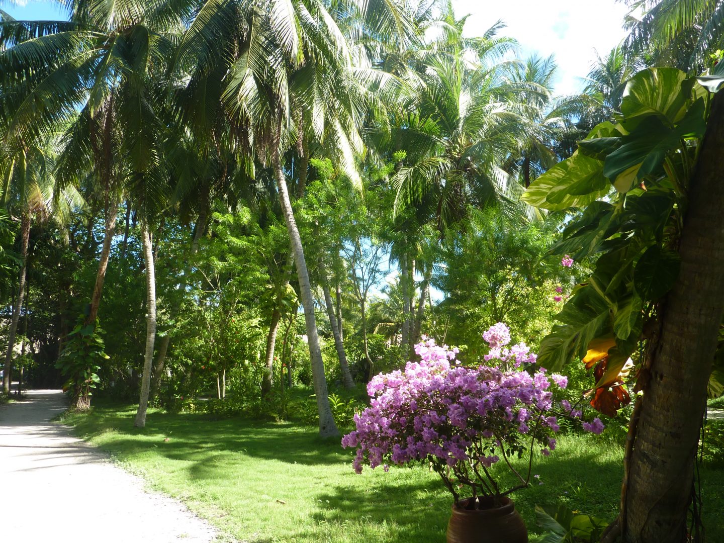 La végétation de Kuramathi La végétation de Kuramathi