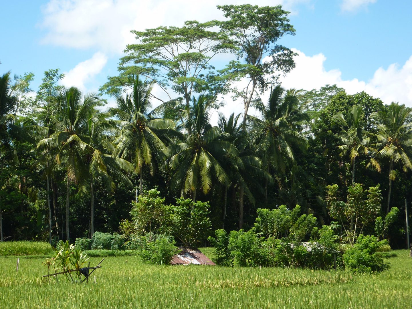 Vue sur les rizières en sortant de la villa