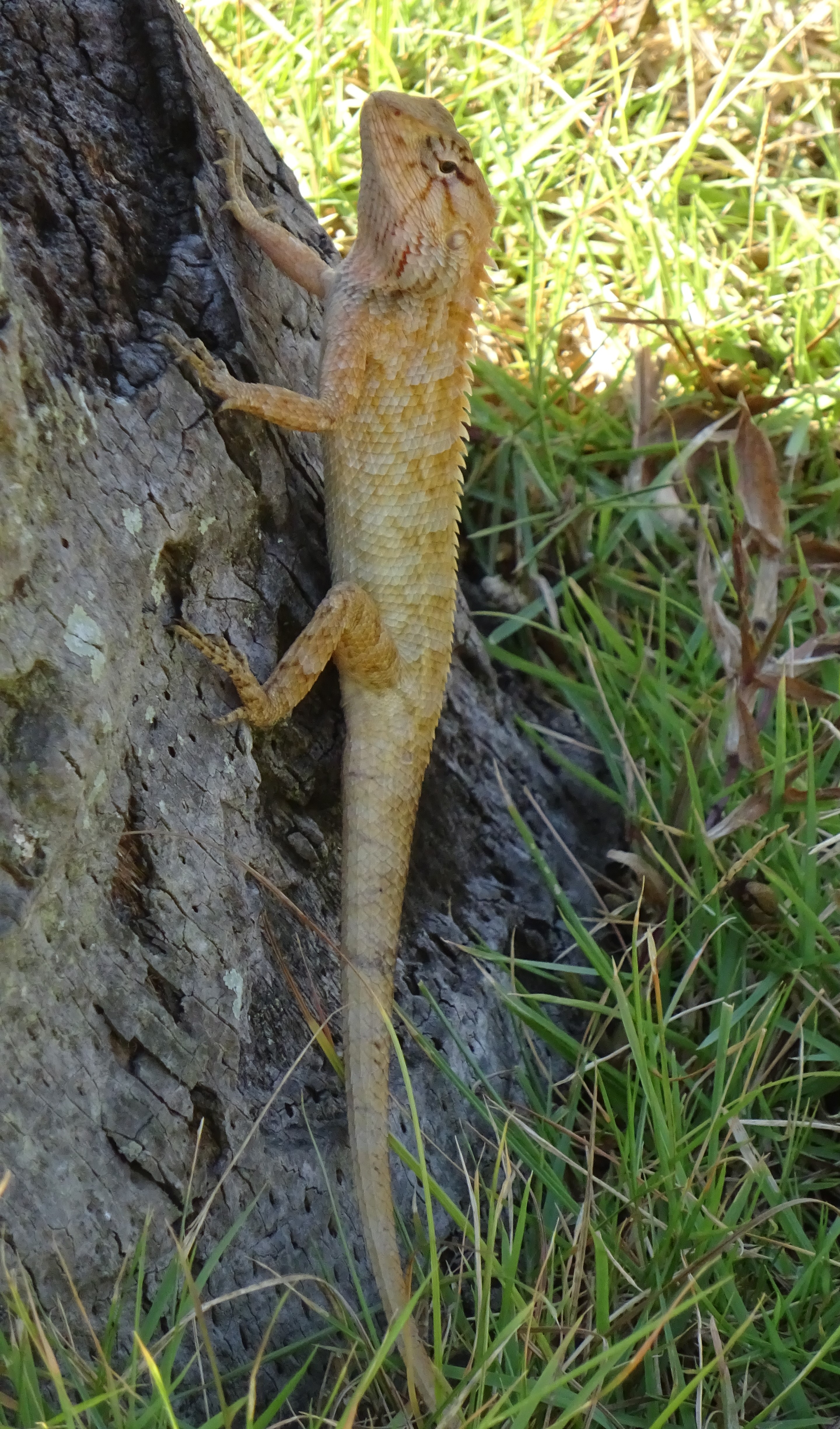 Un habitant du parc de l'hôtel