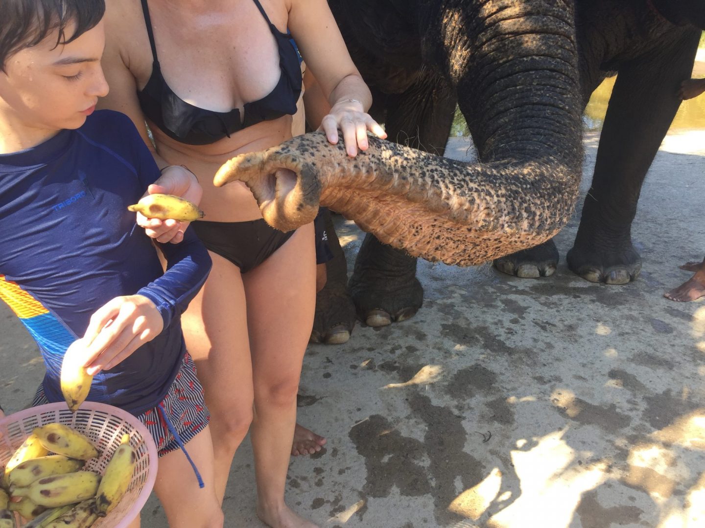 L’éléphant attrape les bananes avec sa trompe avec une facilité étonnante