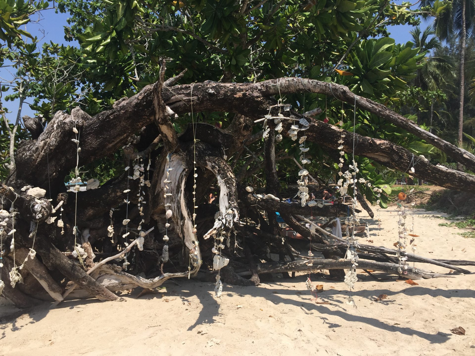 Un arbre déraciné avec de multiples mobiles de corail et de coquillages sur Coconuts Beach
