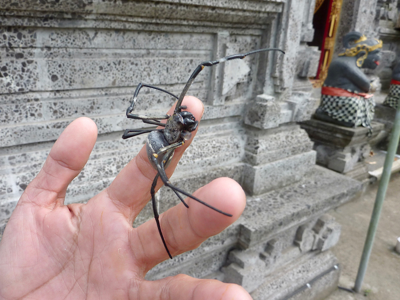 Énoooorme araignée