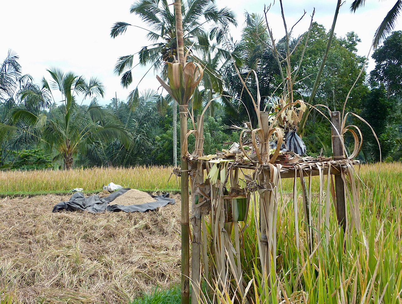 Récolte de riz et un petit temple pour les offrandes - pour que la récolte soit abondante