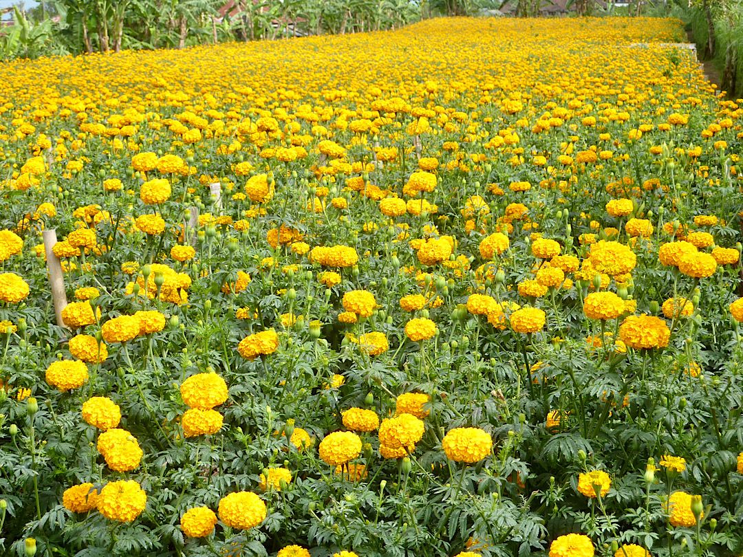 Un grand champ d’œillets d’Inde