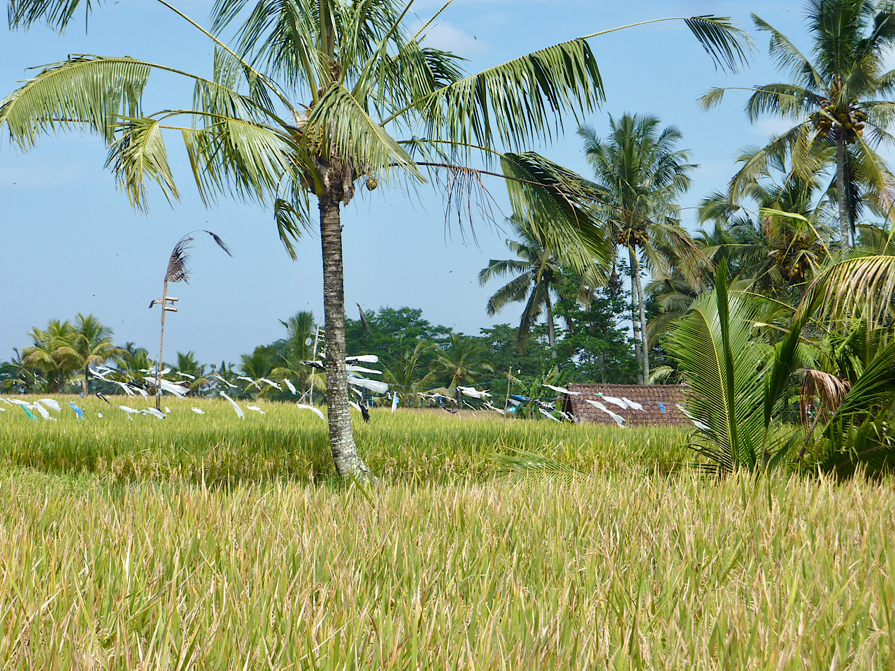 Rizières et épouvantails