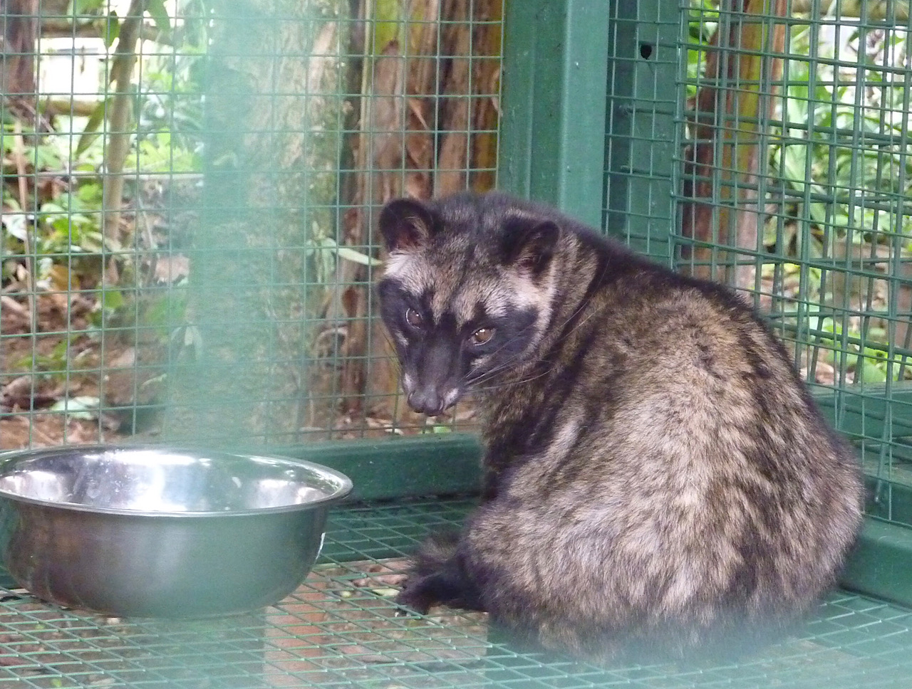 Une des mangoustes mangeuses de grains de café - elle n’a pas l’air très fière de ce qu’elle fait
