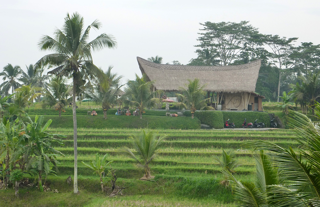 Rizières en terrasse