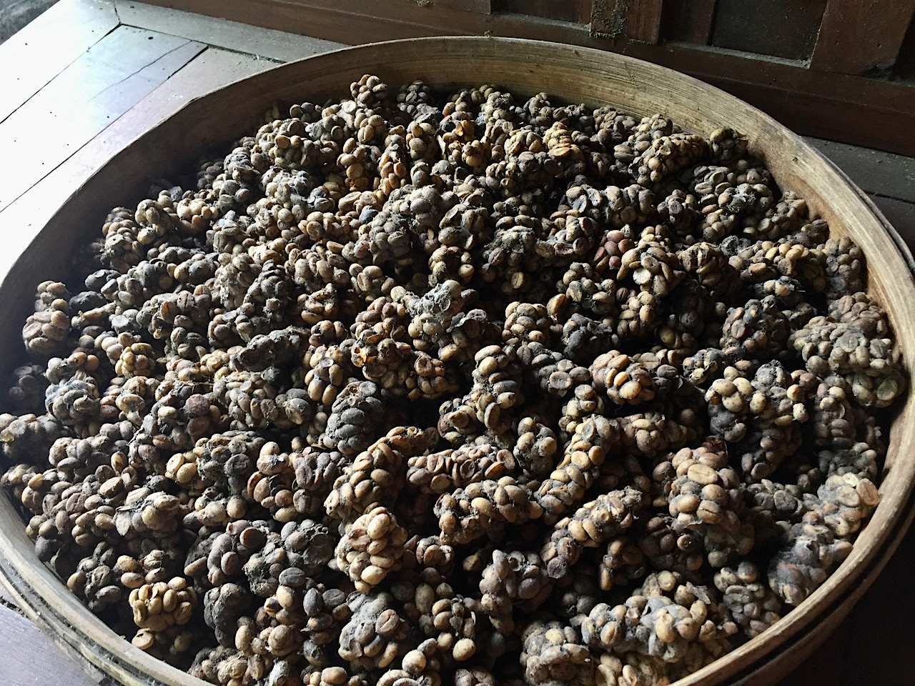 Le caca au café des mangoustes