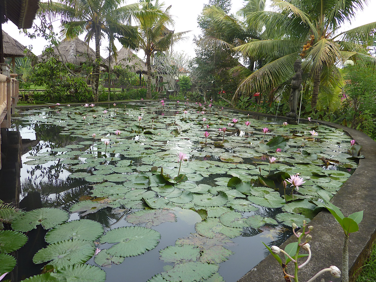 Bassin rempli de lotus dans un bar qui borde la balade