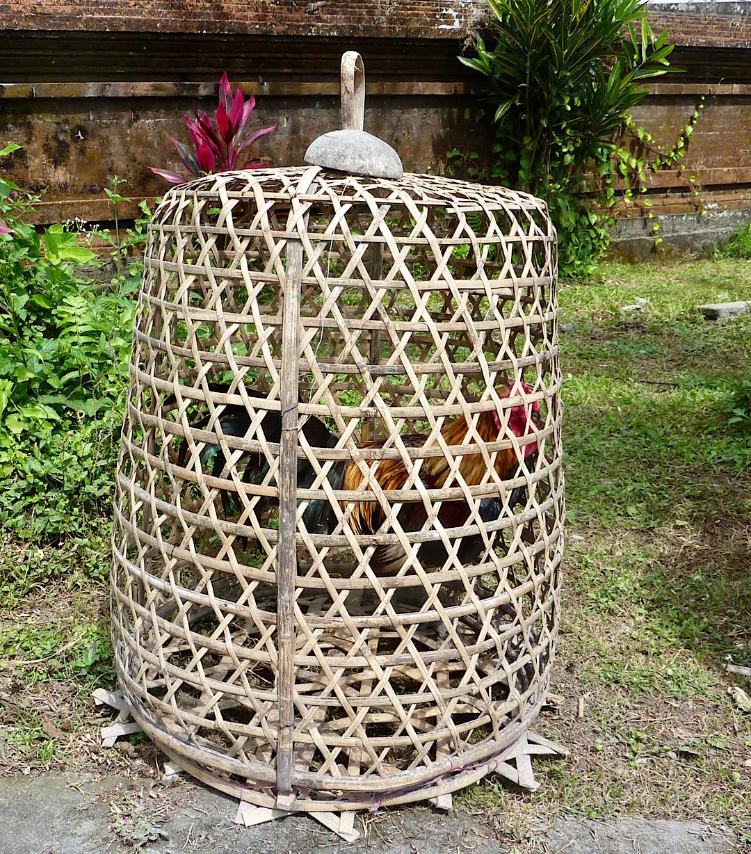 Un superbe coq de combat dans sa cage (avec la cage on le voit moins bien 😟)