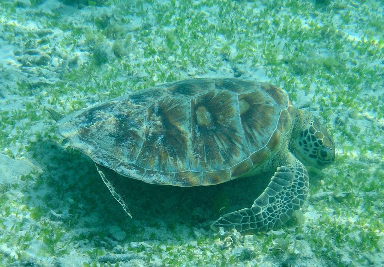 Tortue qui «broute» des algues à 20 mètres de la plage et avec 1 mètre de fond