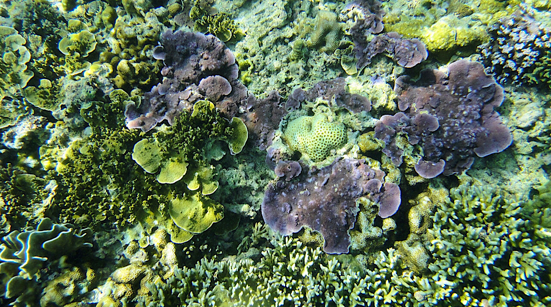Beau corail en développement dans une eau translucide