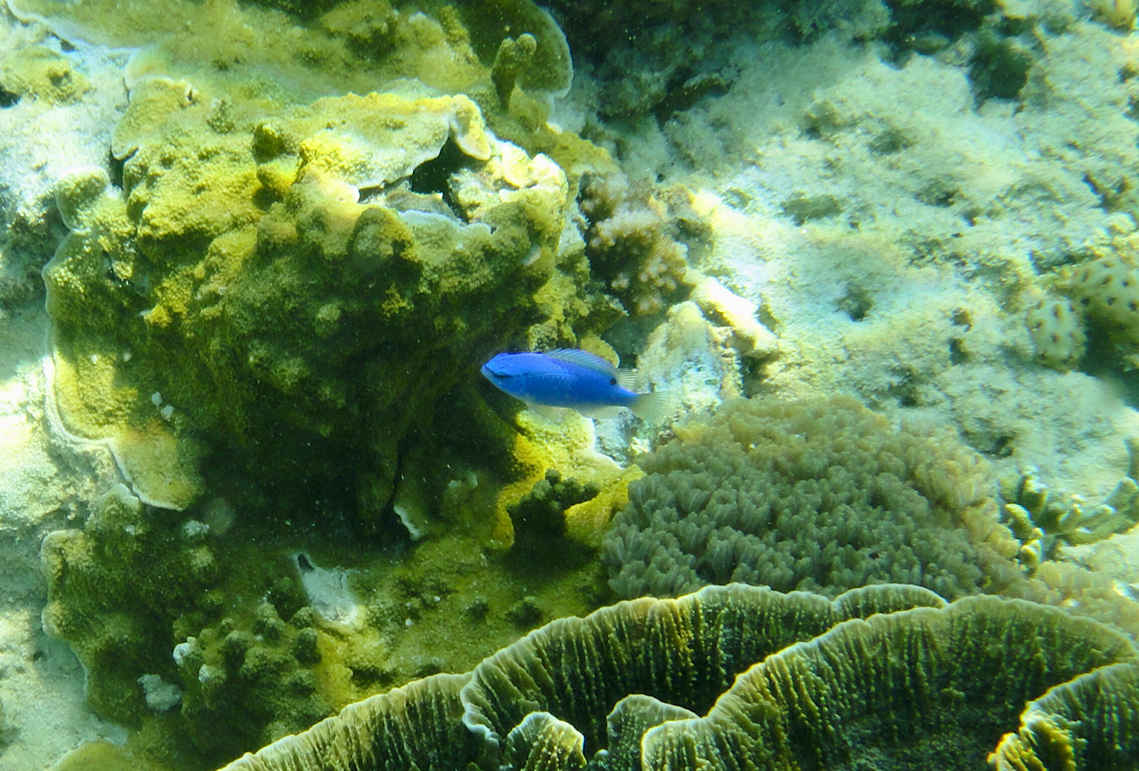 Poisson bleu électrique