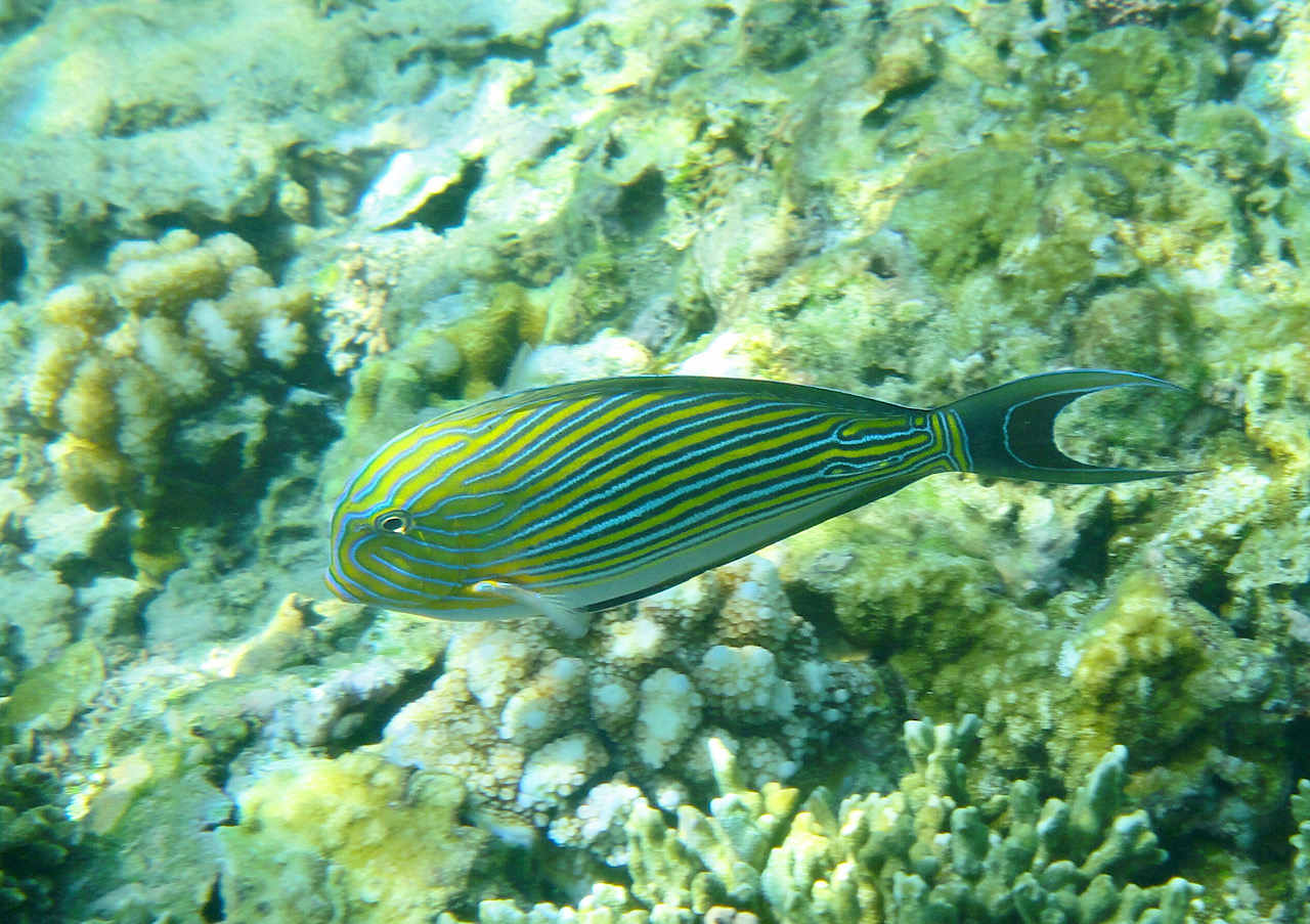 Poisson chirurgien mais je ne connais pas sa spécialité