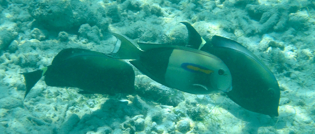 Poissons qui n’ont pas voulu dire leur nom 😏