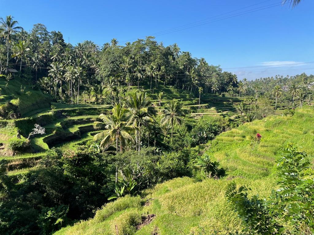 Dans les rizières à Tegalagang