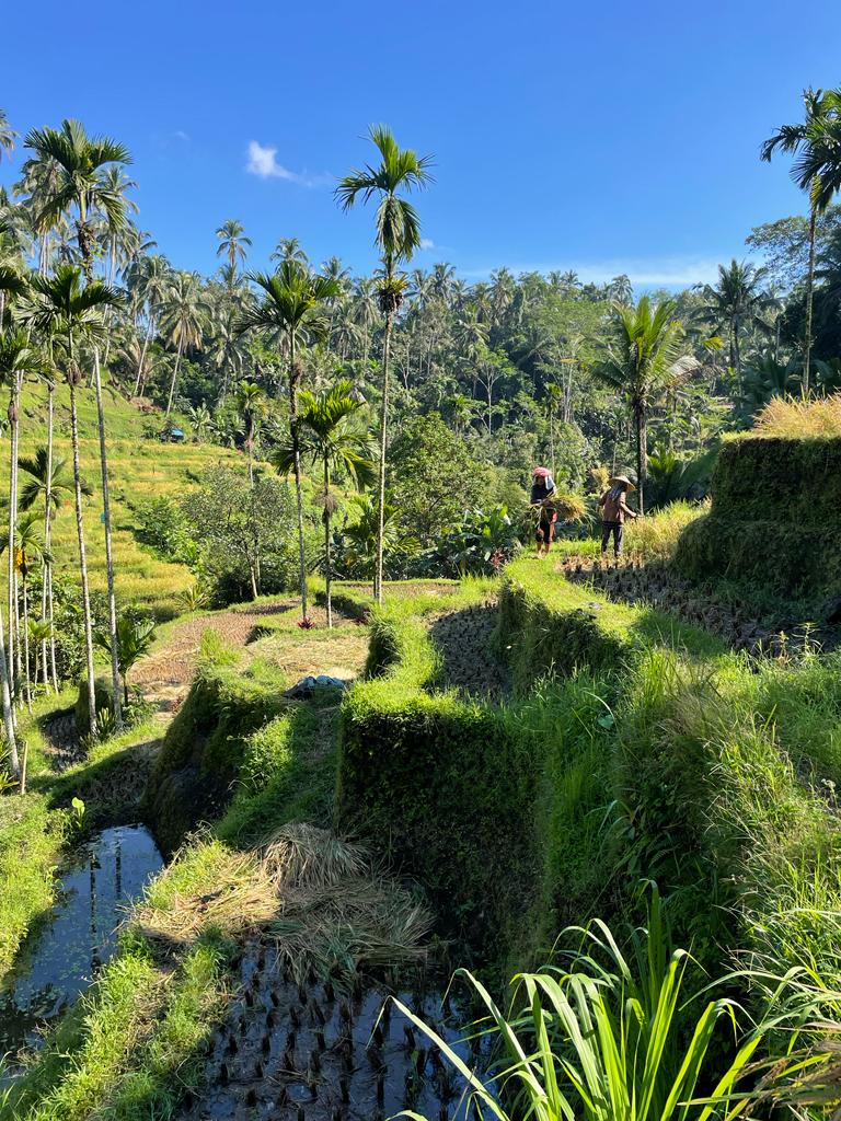 Dans les rizières à Tegalagang