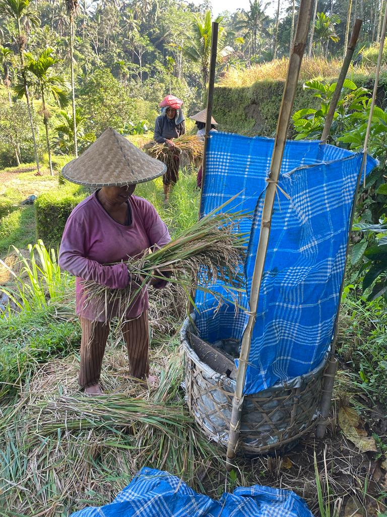 Dans les rizières à Tegalagang