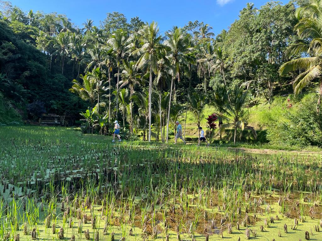 Dans les rizières à Tegalagang