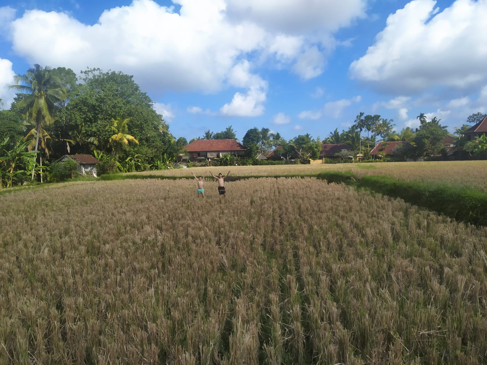 Mais les singes sont de retour dans la rizière !