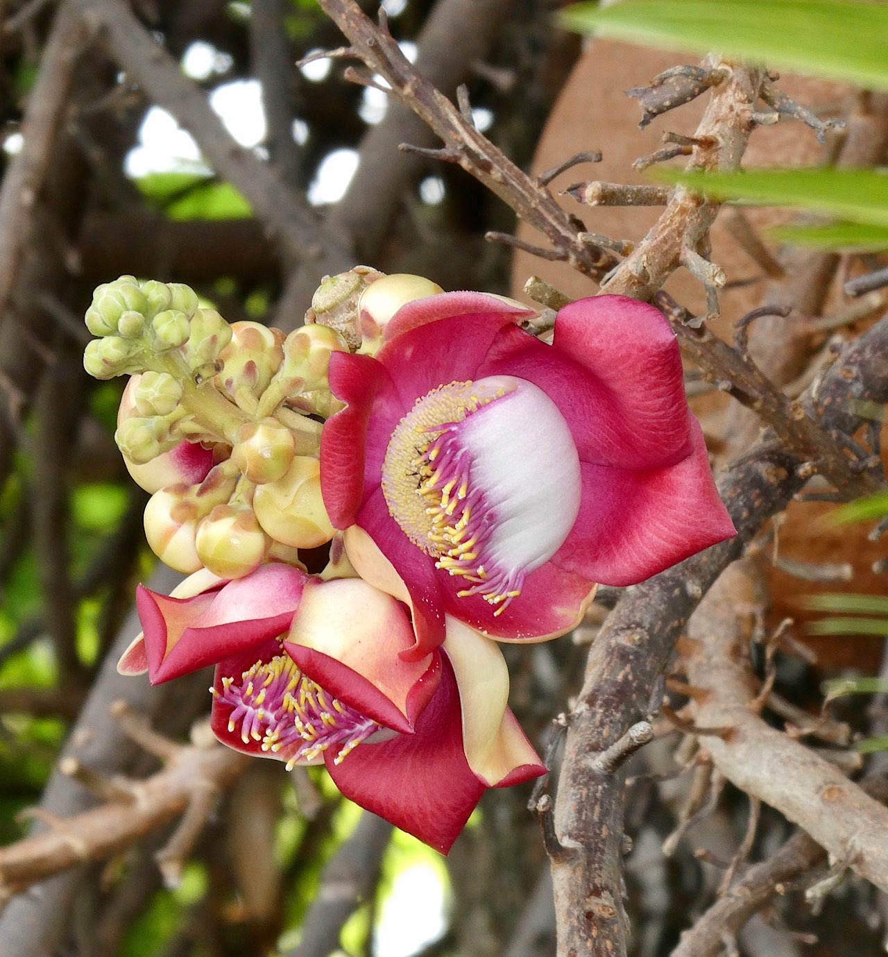 Fleur de l’arbre de Bouddha