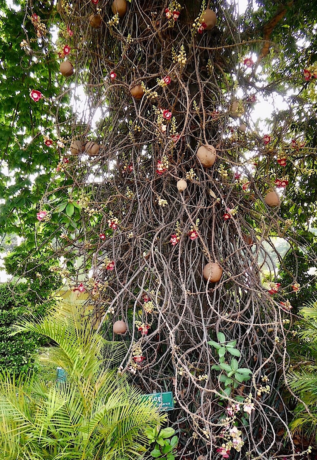 Arbre de Bouddha - les fruits ne sont pas comestibles