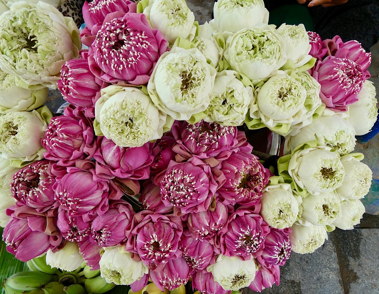 Jolies fleurs de Lotus en train de s’ouvrir