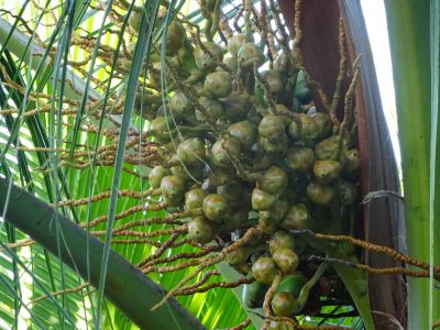 Petites Noix de coco Petites Noix de coco