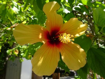 Hibiscus jaune Hibiscus jaune