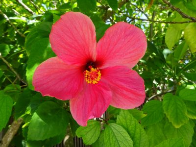 Hibiscus rose Hibiscus rose