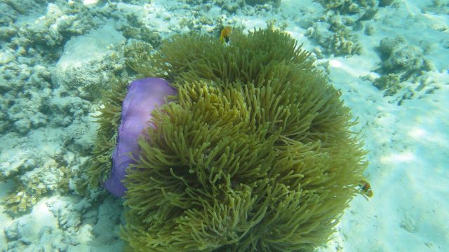 Anémone et Poissons Clown Anémone et Poissons Clown