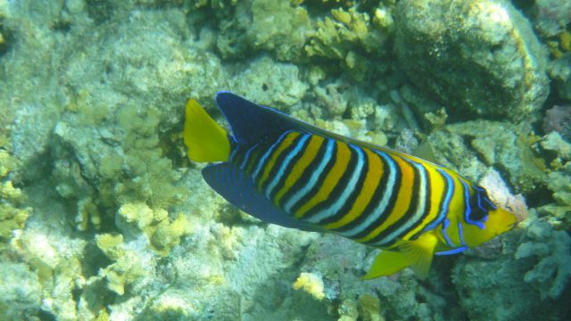 Ange Royal Ange Royal